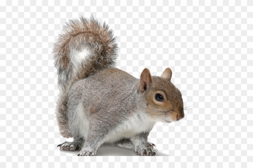 Acorn Clipart Fox Squirrel - Squirrel With No Background - Png Download #3777089