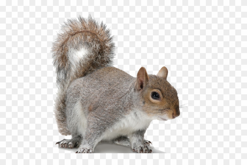 Acorn Clipart Fox Squirrel - Squirrel With No Background - Png Download