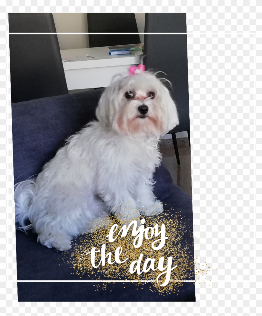 ##cumple Kissy, 1 Añito - Maltese Clipart