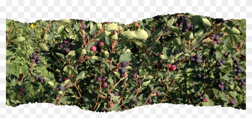 The Economics To Growing Wealth - Saskatoon Berry Tree Clipart