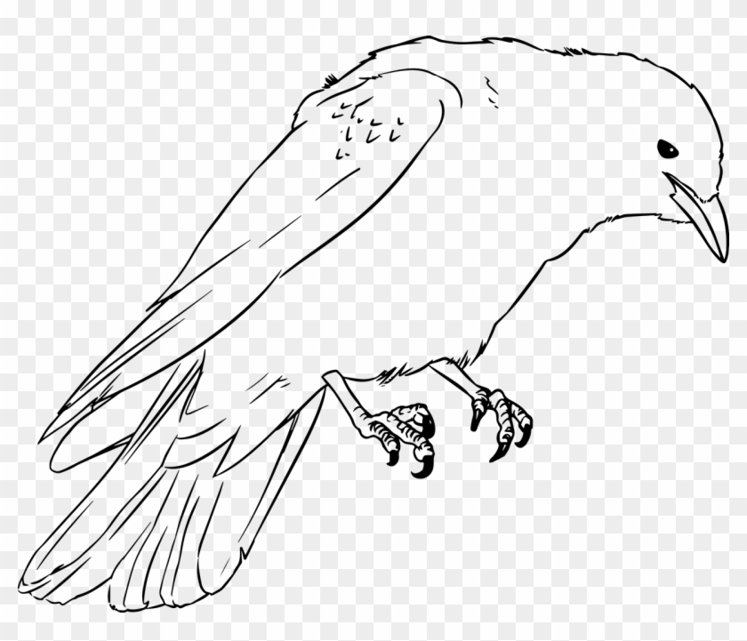 Jackdaw Crow Drawing Vector Png Image - Kid Crow Coloring Page Clipart