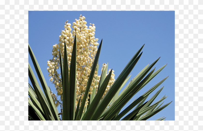 Yucca Schidigera Png Clipart