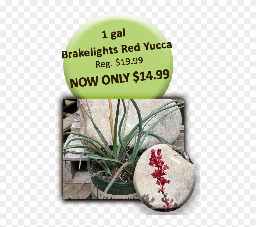 1 Gal Brakelights Red Yucca - Signage Clipart #3780845
