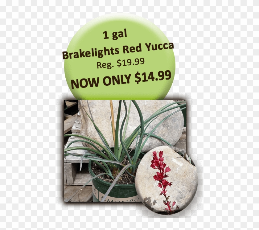 1 Gal Brakelights Red Yucca - Signage Clipart