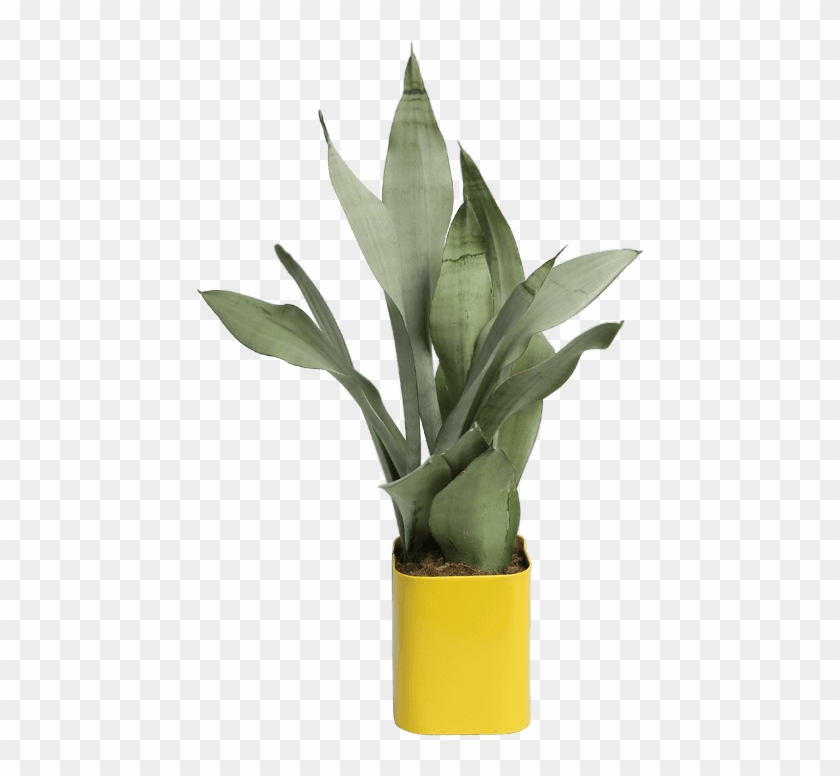 Gifts With Love - Agave Clipart #3781074