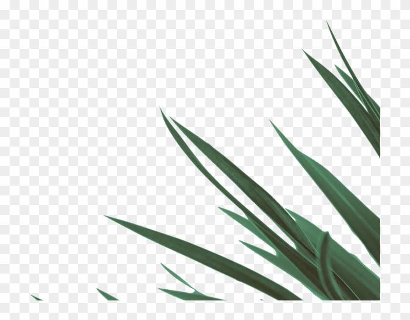 Grass Clipart #3781240