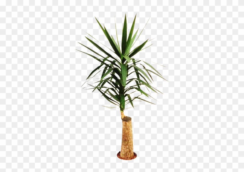 Yucca Stem 22/19 H140 - Yucca Clipart #3781377