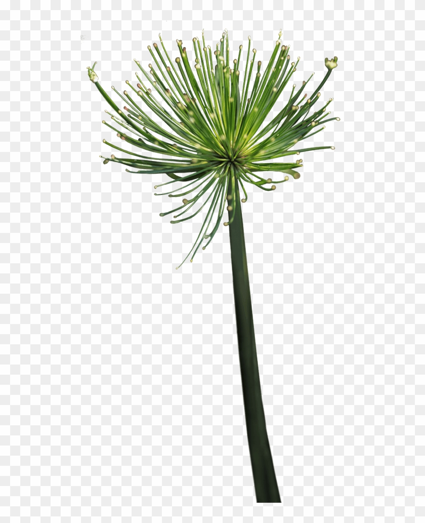 Noble Viii Immortelle - Grass Clipart #3781720