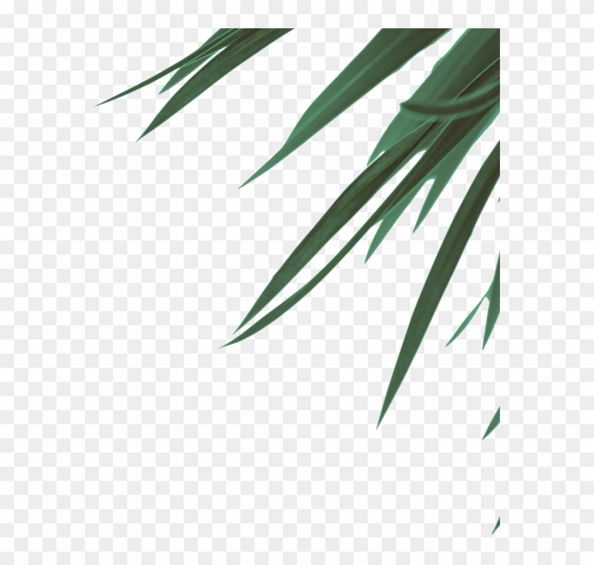 Pond Pine Clipart #3781755