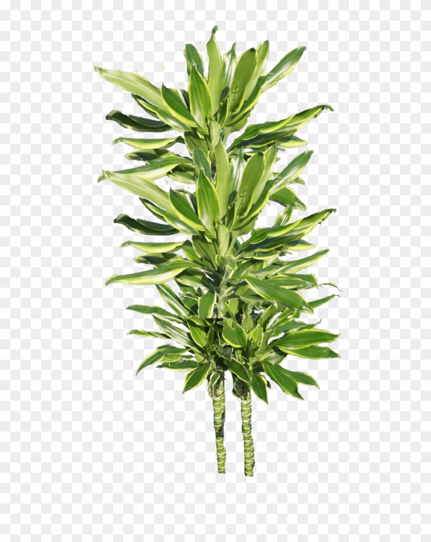 Moonlight Cane - Houseplant Clipart