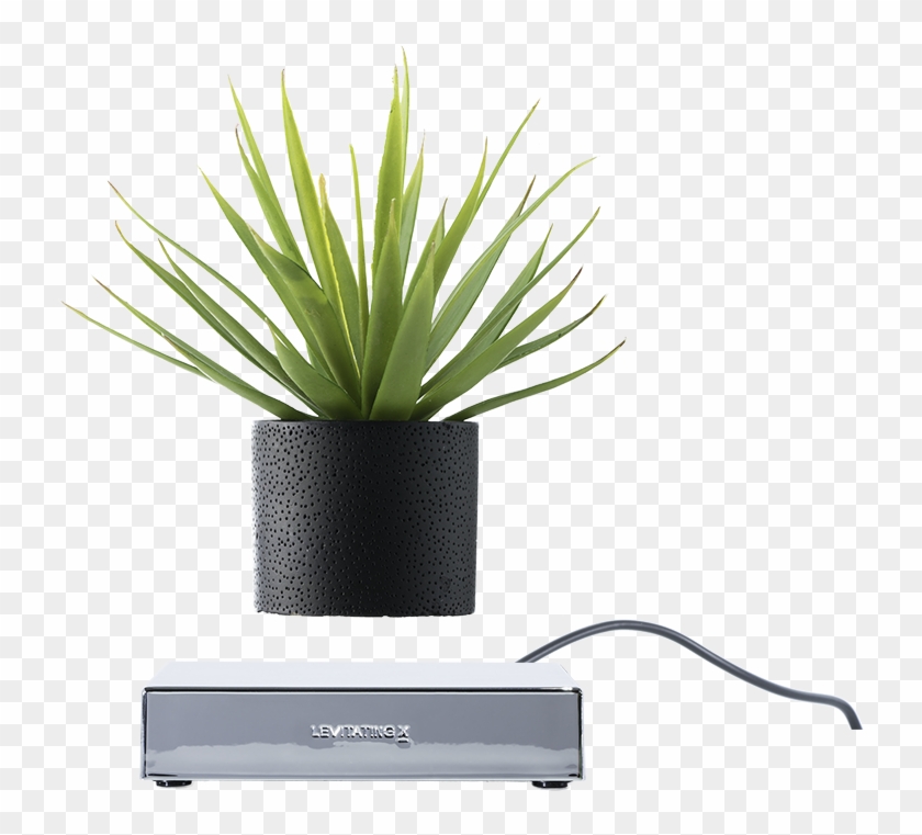 Wired Base Chrome - Agave Azul Clipart