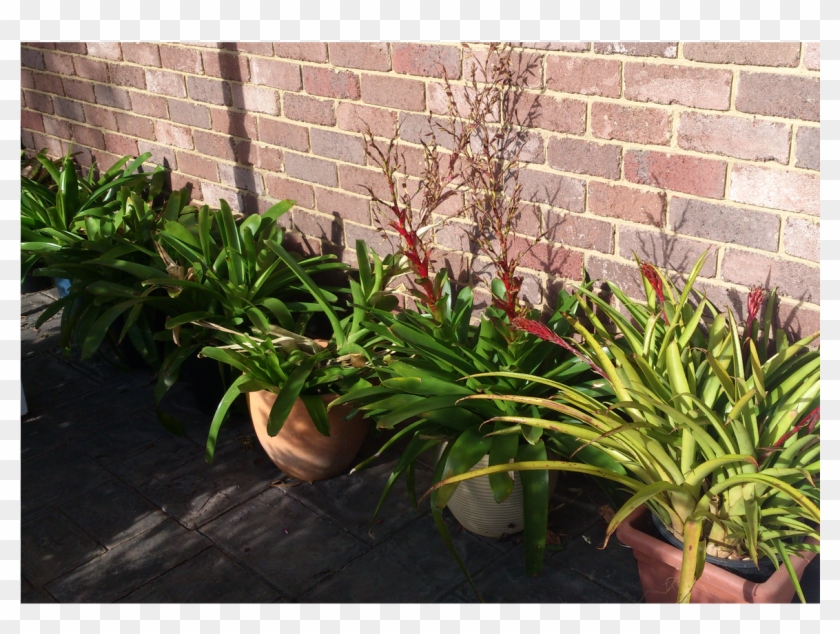 Bromeliads - Yucca Clipart