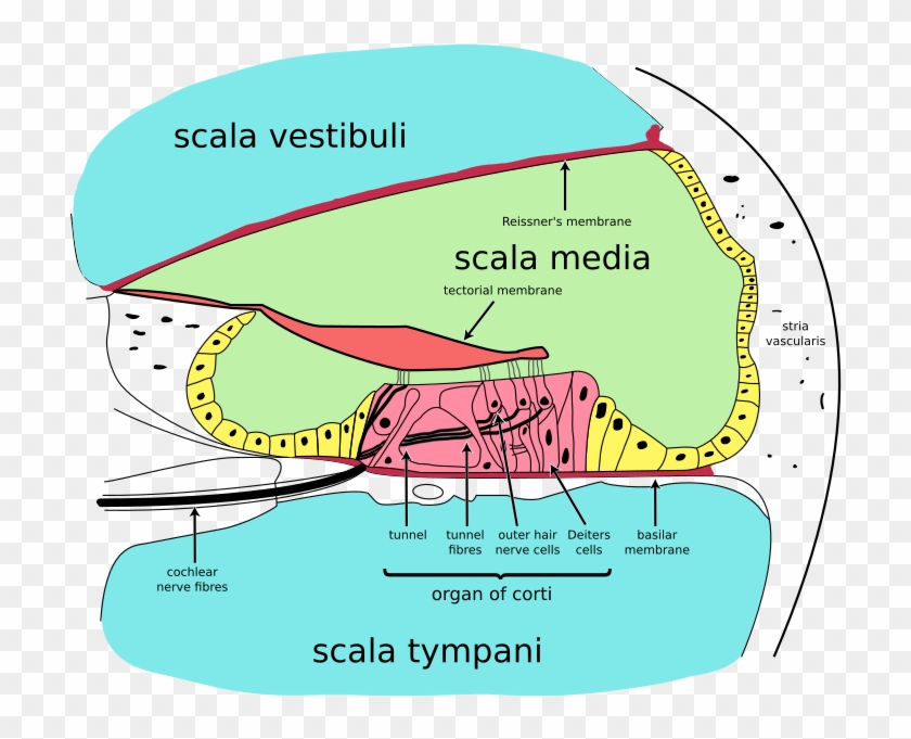 Book Free Vector Art 4900 Free Downloads,books Vector - Organ Of Corti Clipart #3782070
