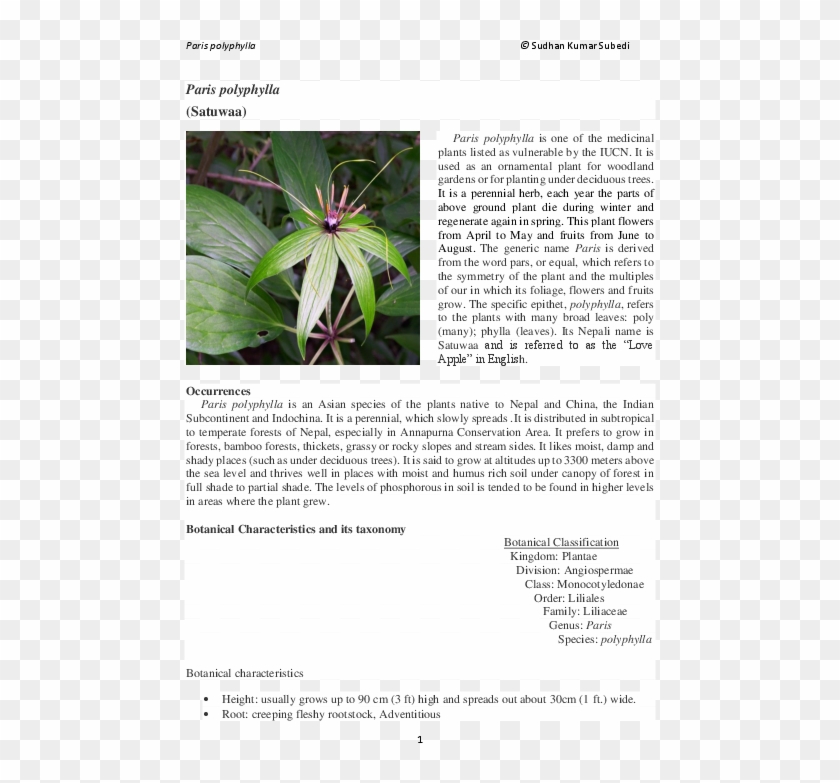Pdf - Saw Palmetto Clipart