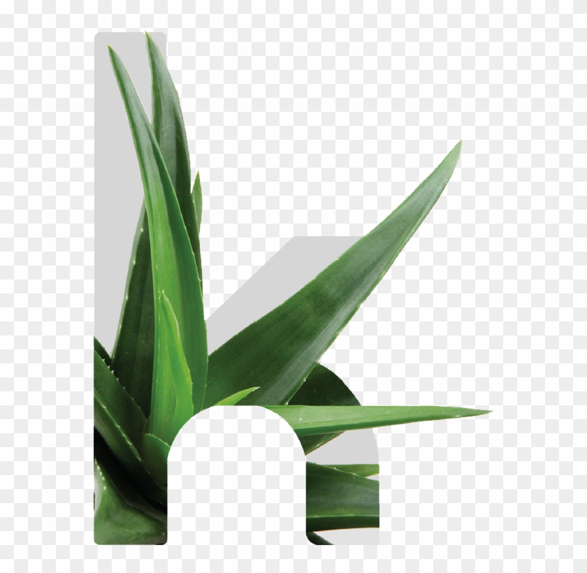 Kretaloe - Grass Clipart #3782382