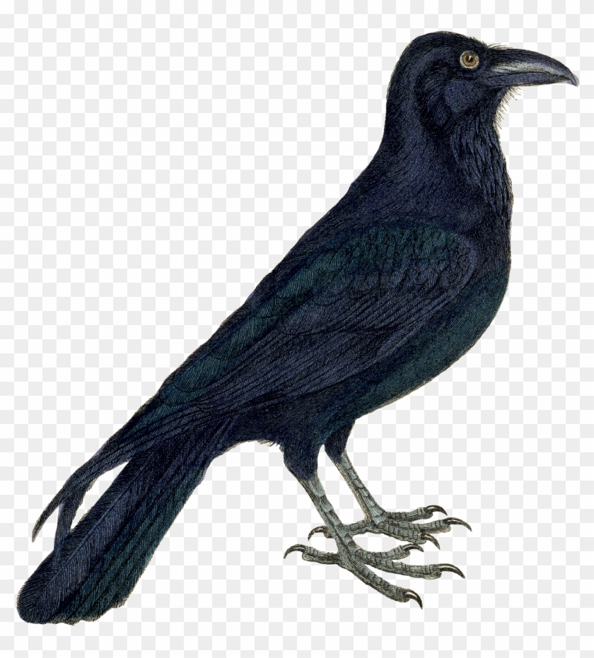 Download Crow Clipart Png Download 3783026 Pikpng