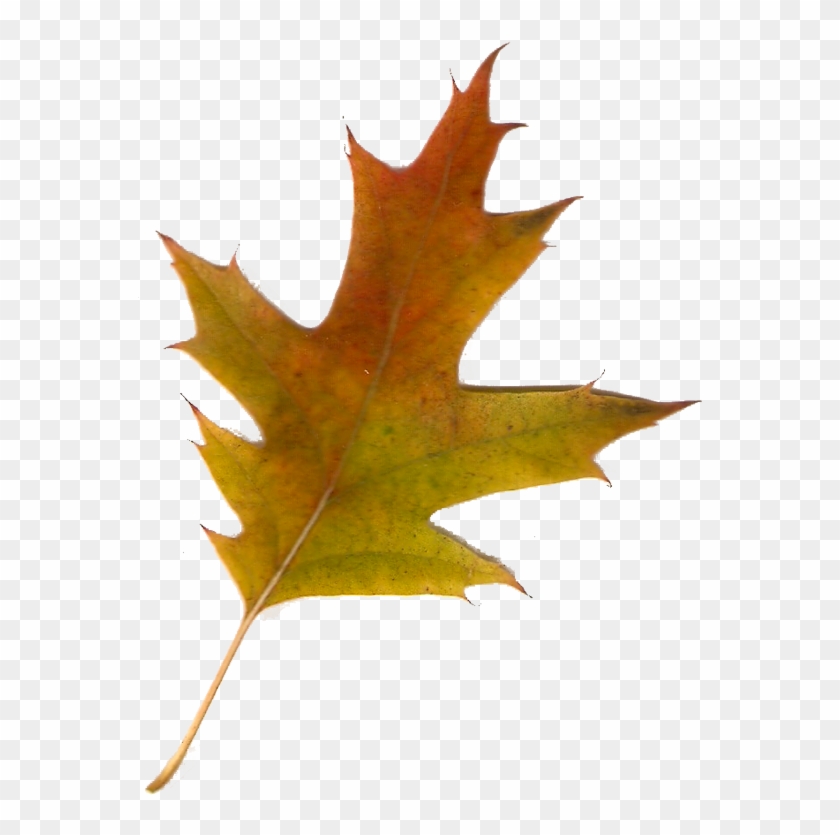Imágenes Para Photoscape,photoshop Y Gimp De Otoño - Hojas Png Para Photoscape Clipart