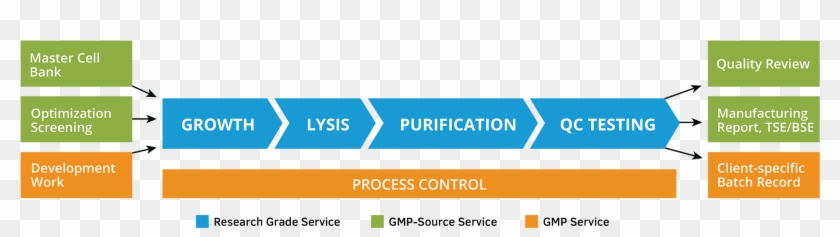 Plasmid Dna Production Clipart #3787307