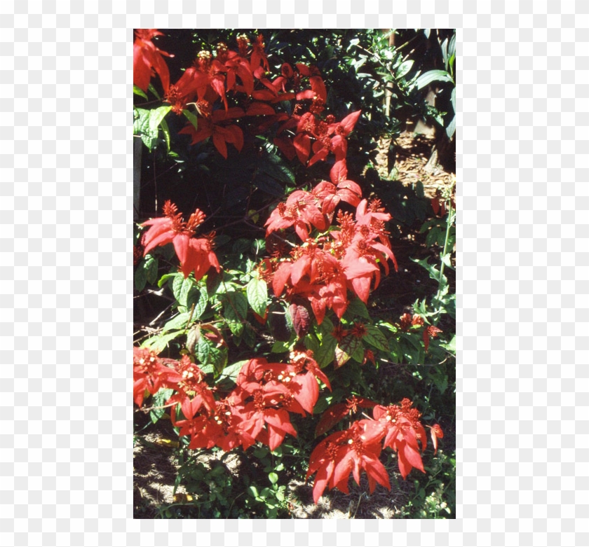 Quisqualis Mussaendiflora Red Gem - Quisqualis Mussaendiflora Clipart #3790555