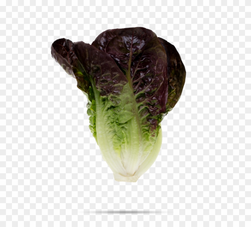Romaine Lettuce Clipart