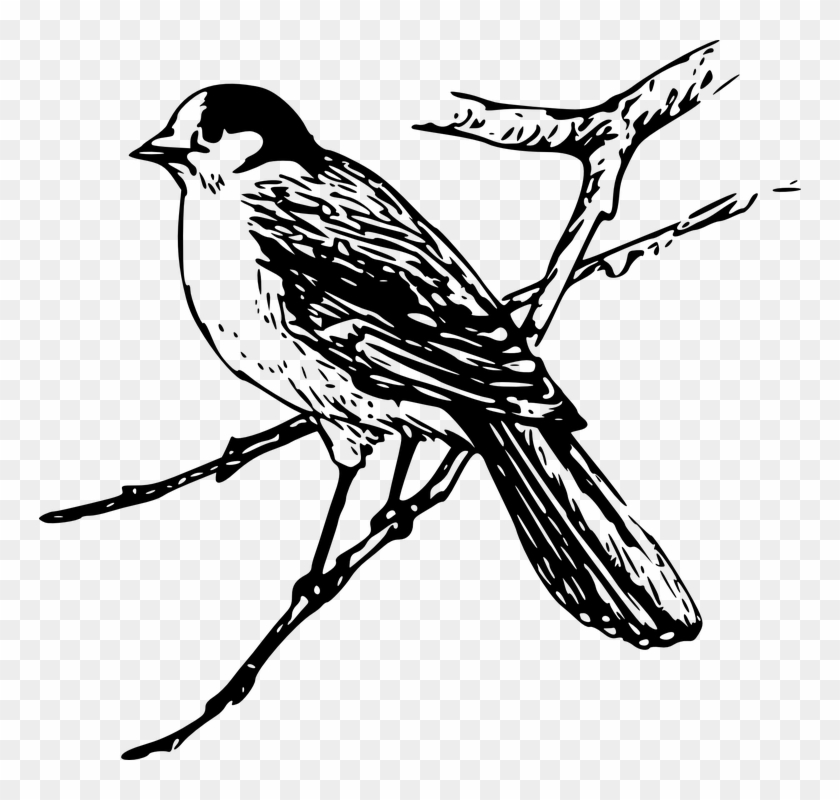 Bird Branch Wings - Maya Clipart Black And White - Png Download #3792608