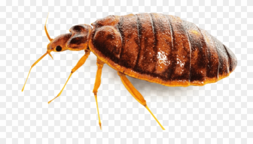 Pest Png - Bedbug Png Clipart #3793727