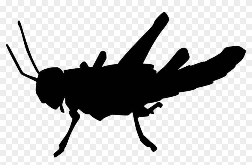 Download Png - Pest Clipart #3794174