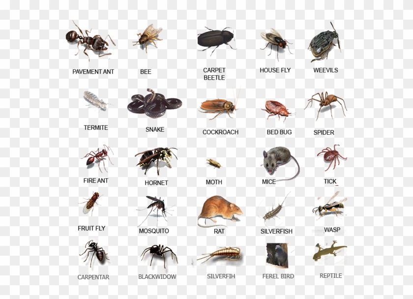 Pests Library - Bed Bugs Vs Fruit Flies Clipart #3794654