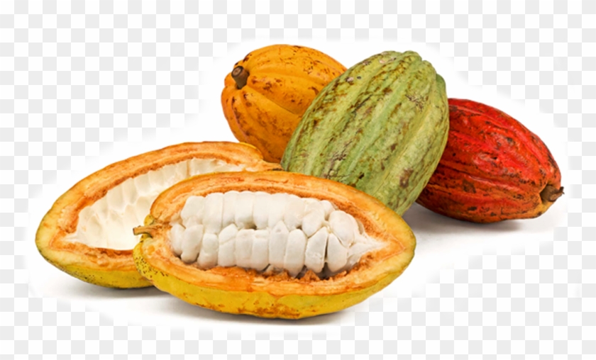 Image Module - Imagenes De Mazorcas De Cacao Clipart