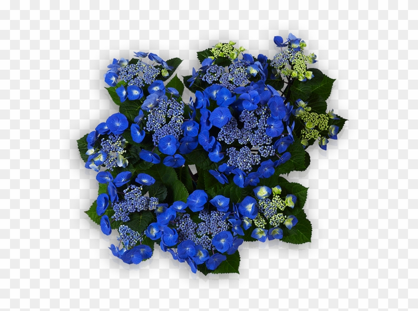 Zorro - Artificial Flower Clipart #3796258