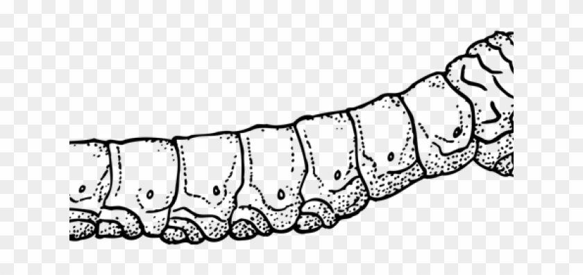 Easy Drawing Of Silkworm Clipart