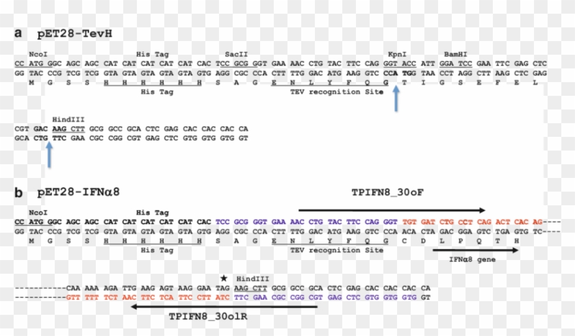 Cloning Of The Ifnα8 Gene Into The Recipient Vector - Dna Sequence Clipart #3797083