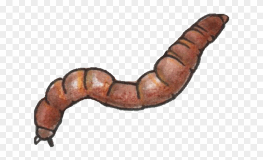 Bottom Dwellers - Earthworm Clipart #3797221