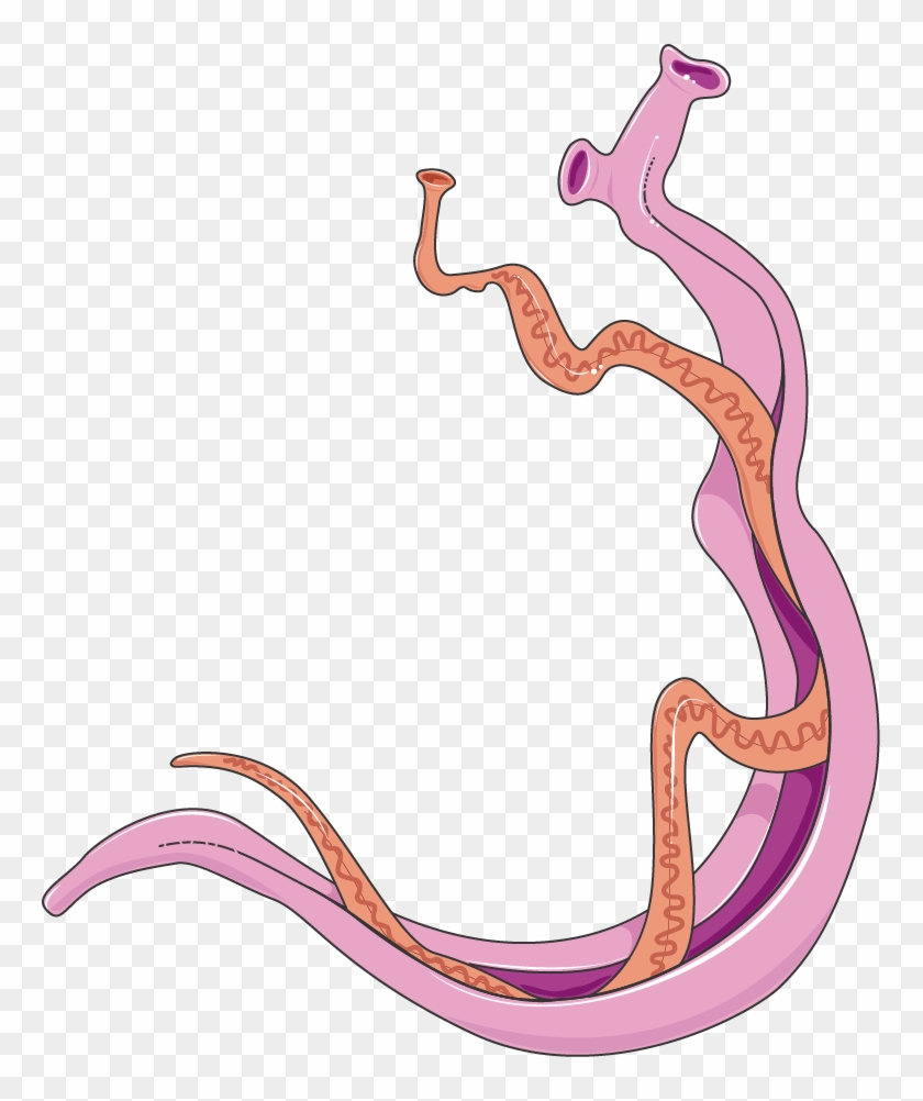 Schisotoma Adultes - Schistosome Clipart - Png Download #3797617