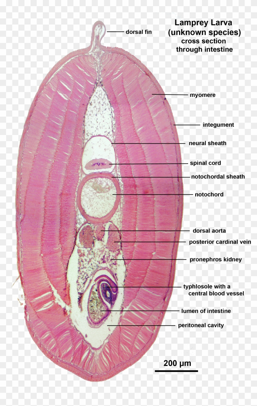 Lamprey Larva X Sect Intestine Labelled - Lamprey Larvae Cross Section Clipart