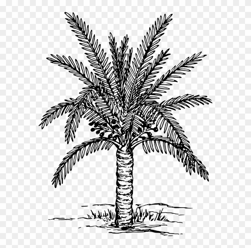 Palm Trees Coloring Book Drawing Painting Plants - Palma De Moriche Dibujo Clipart
