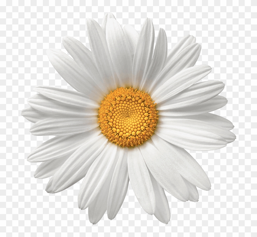 Royalty Free Download Grace Burrowes Bookshelf Read - Transparent Background Daisy Png Clipart