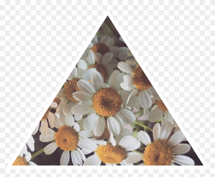 Daisy Tumblr Asthetic Daisies Flower Freetoedit - Daisy Tumblr Transparent Clipart