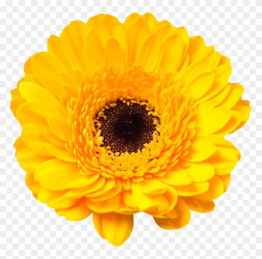 Daisy Family Cut Flowers Common Daisy - Yellow Daisy Clipart #381456