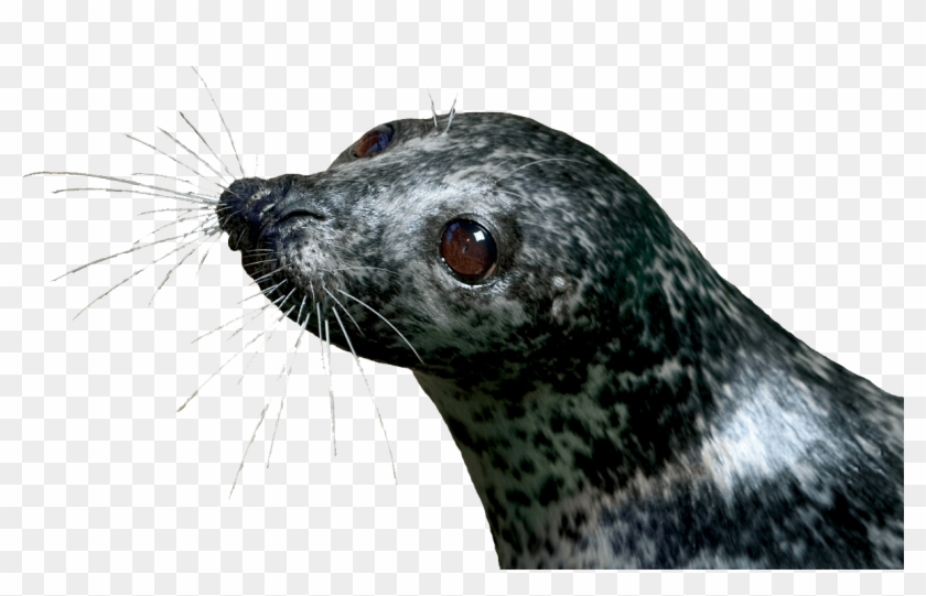 Seal Png Clipart