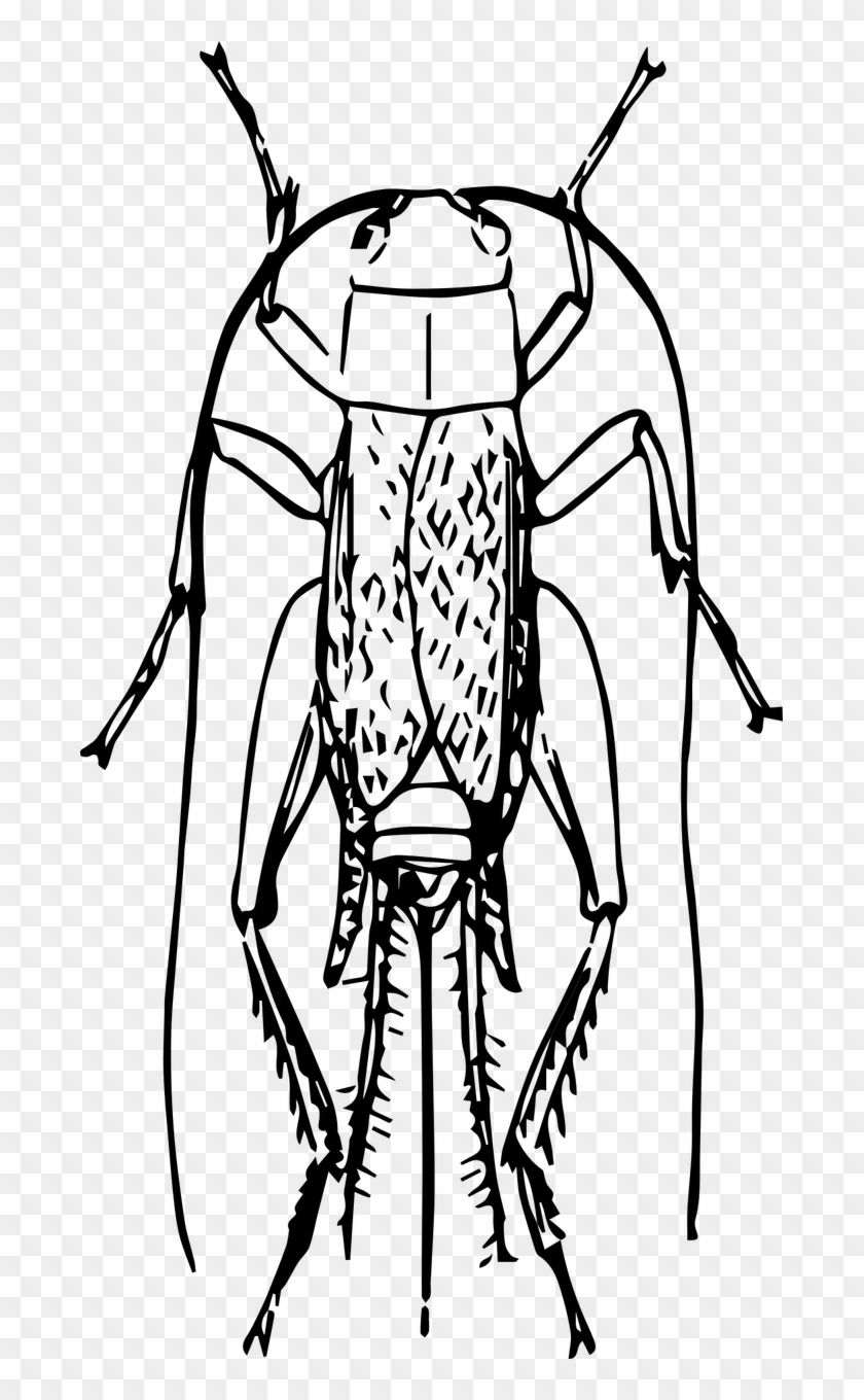 Vector Graphics,free Pictures, Free - Insect Clipart #384538