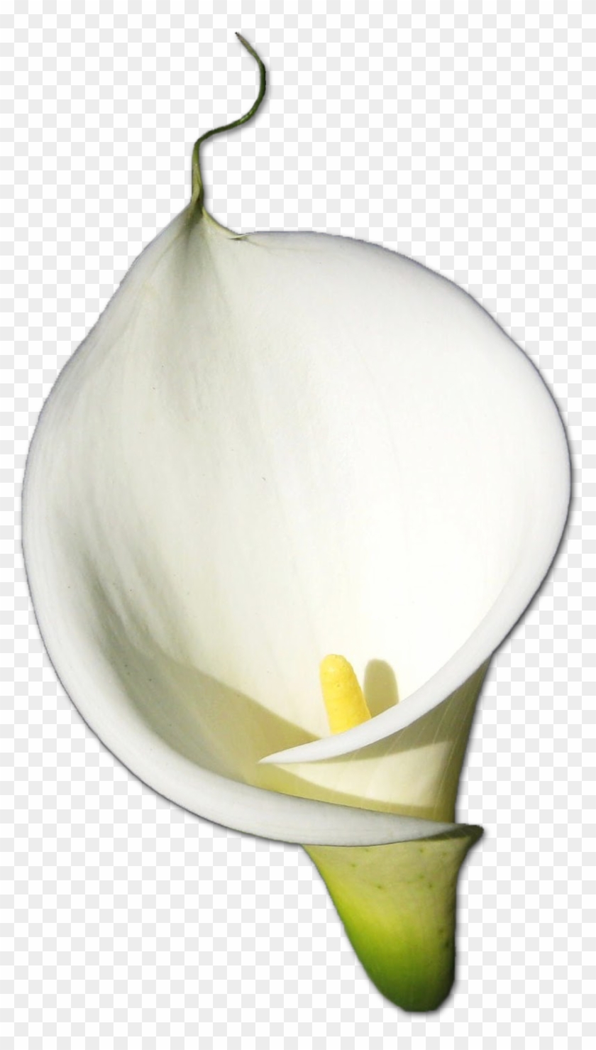 Calla Png Hd - Calla Lily Flower Png Clipart #385012