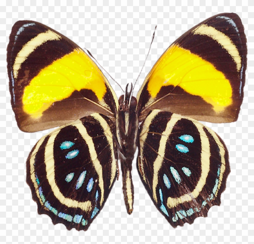 Free Image Of Butterflies - Large Butterfly Clipart #385036