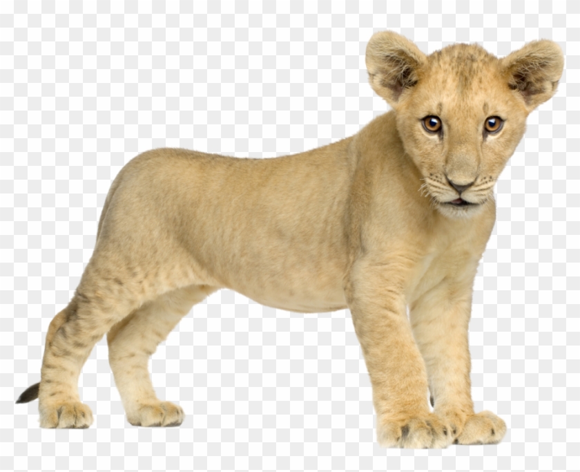 Lion Transparent Free Png - Lion Cub White Background Clipart