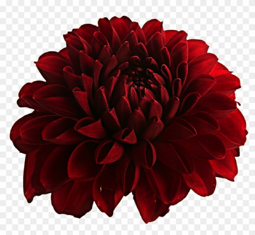 Dahlia Png Hd - Clip Art Transparent Png