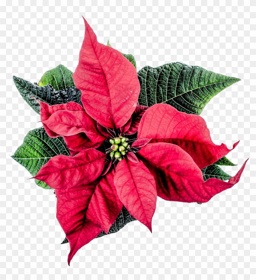 Christmas Poinsettia Flower Png Transparent Image - Poinsettia Png Clipart