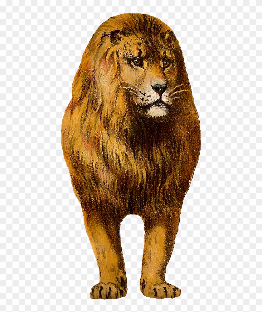 Lion - Antique - Masai Lion Clipart #385773