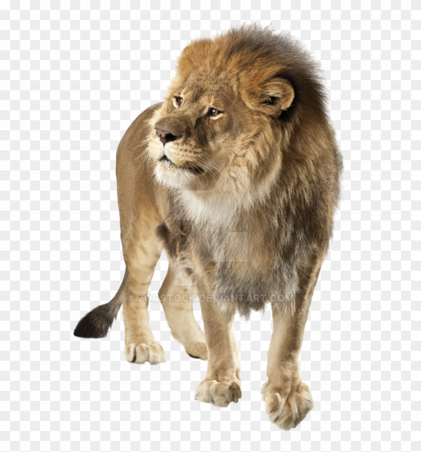 Angry Lion On A - Lion Transparent Clipart