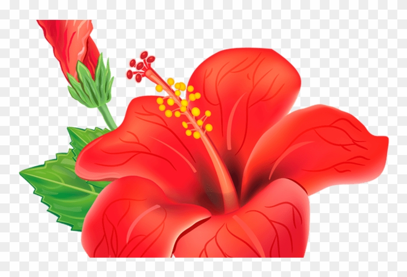 Red Exotic Flower Png Clipart Picture Poroplast Pinterest - Jaswand Png Transparent Png
