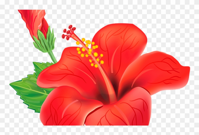 Red Exotic Flower Png Clipart Picture Poroplast Pinterest - Jaswand Png Transparent Png #386052